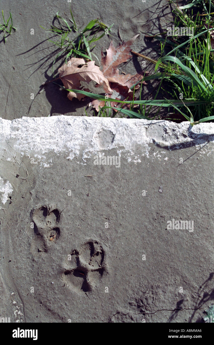 dog s footprint on step with brown leaf Stock Photo Alamy