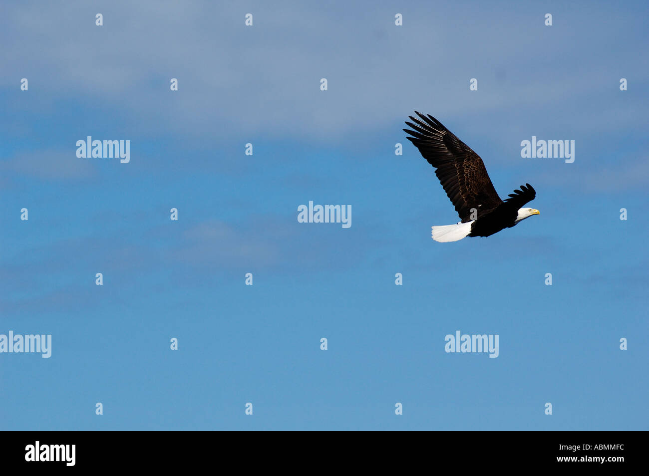 Alaska, Kodiak, Bald eagle in flight Stock Photo