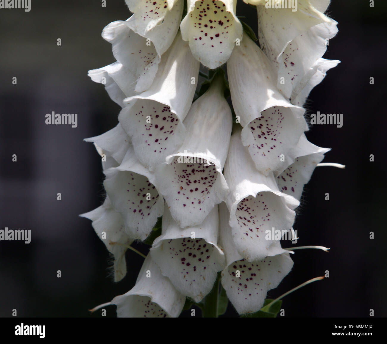 A white Foxglove plant Stock Photo - Alamy