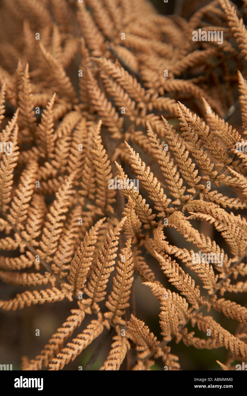 brown dried fern Stock Photo - Alamy