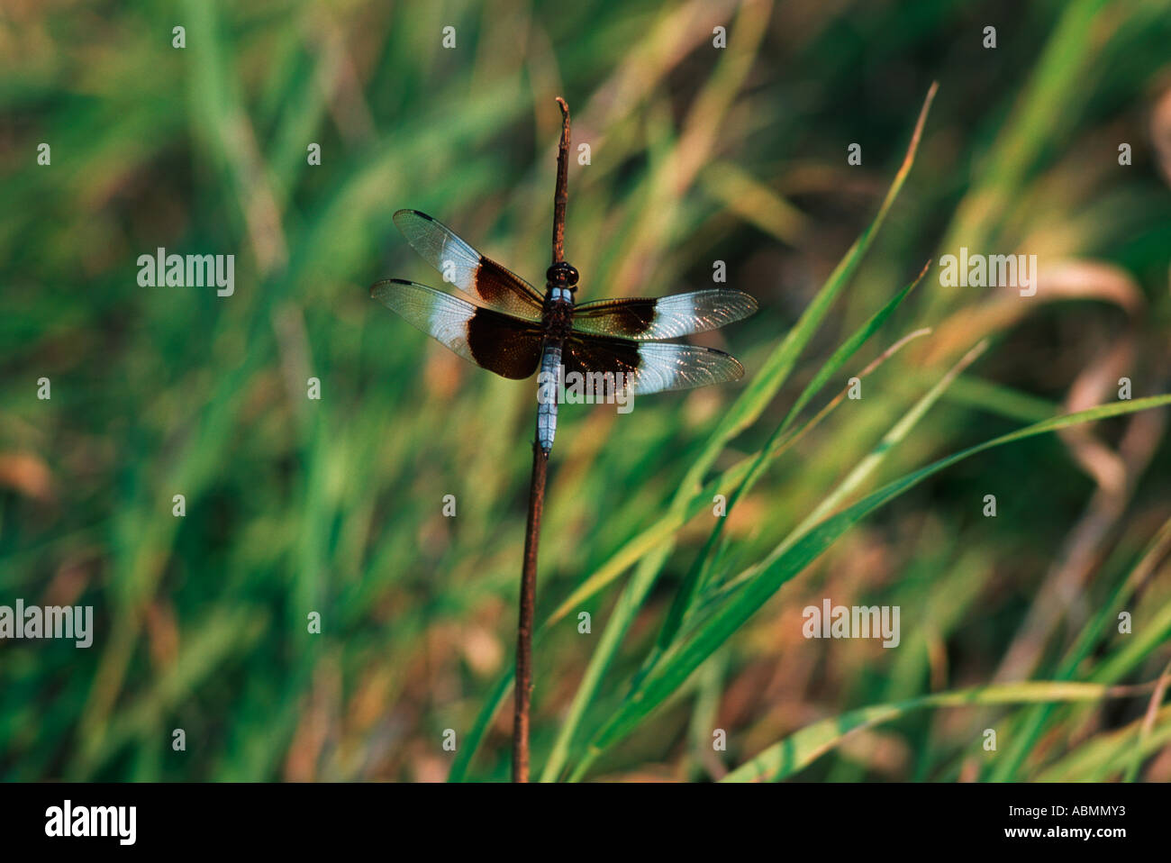 Widow Skimmer dragonfly (Libellula luctuosa Stock Photo - Alamy