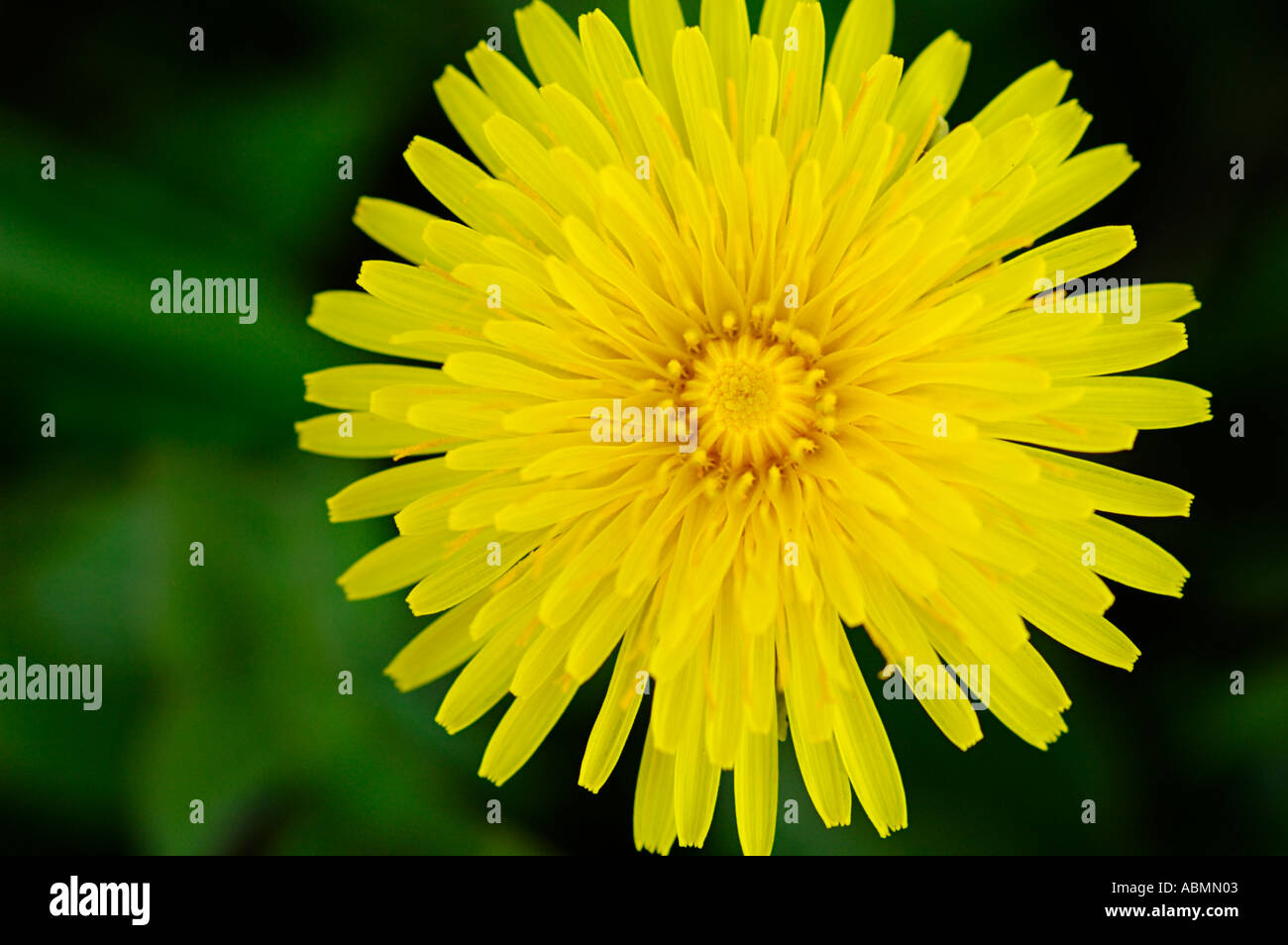 Alaska, Kodiak, Yellow wildflower Stock Photo Alamy