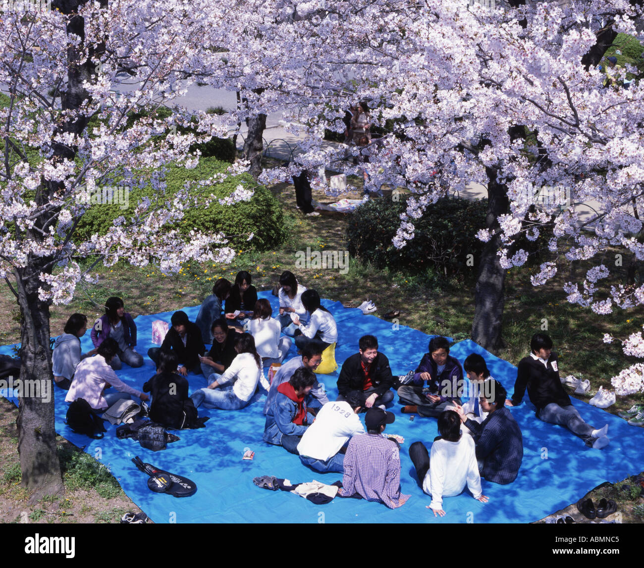 Japanese people enjoying a cherry blossom viewing party in the grounds of Osaka castle Stock Photo