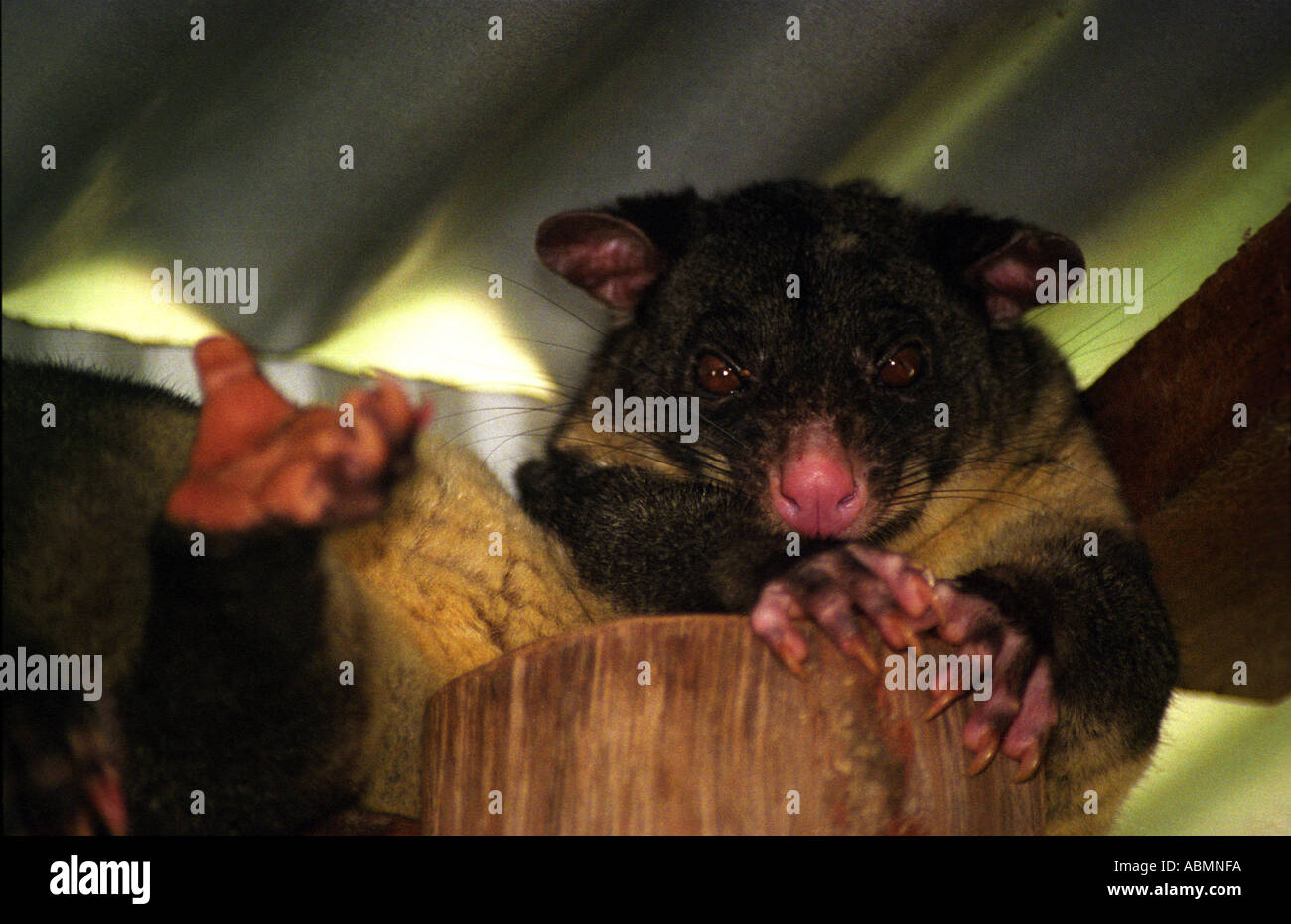 A grumpy old possum just woken up in my cabin queensland Australia Stock Photo