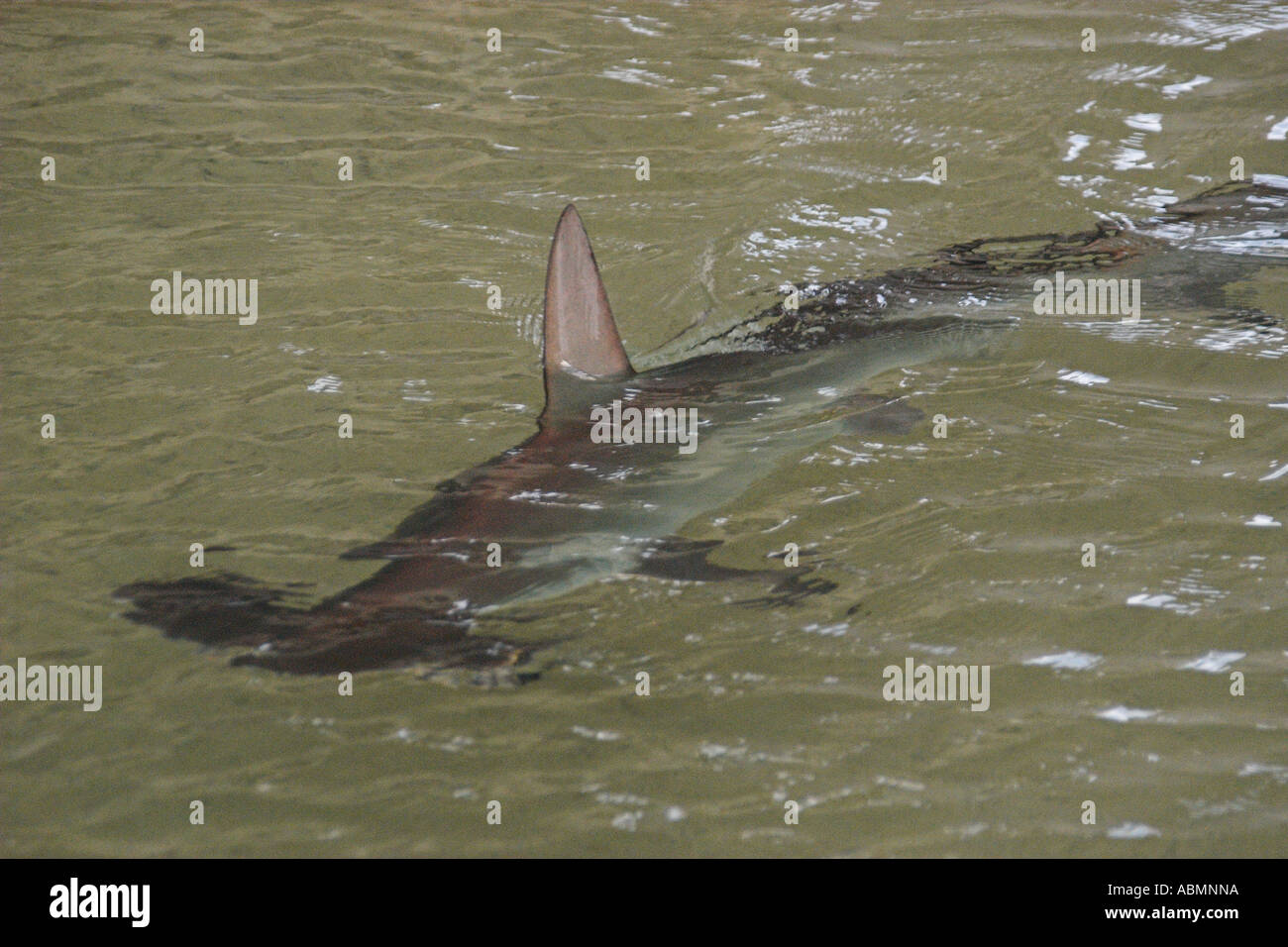 Scalloped hammerhead shark Sphyrna lewini captive Oahu Hawaii Pacific