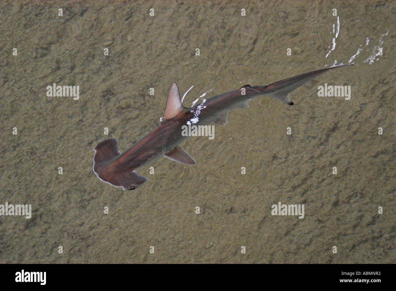 Scalloped hammerhead shark Sphyrna lewini captive Oahu Hawaii Pacific