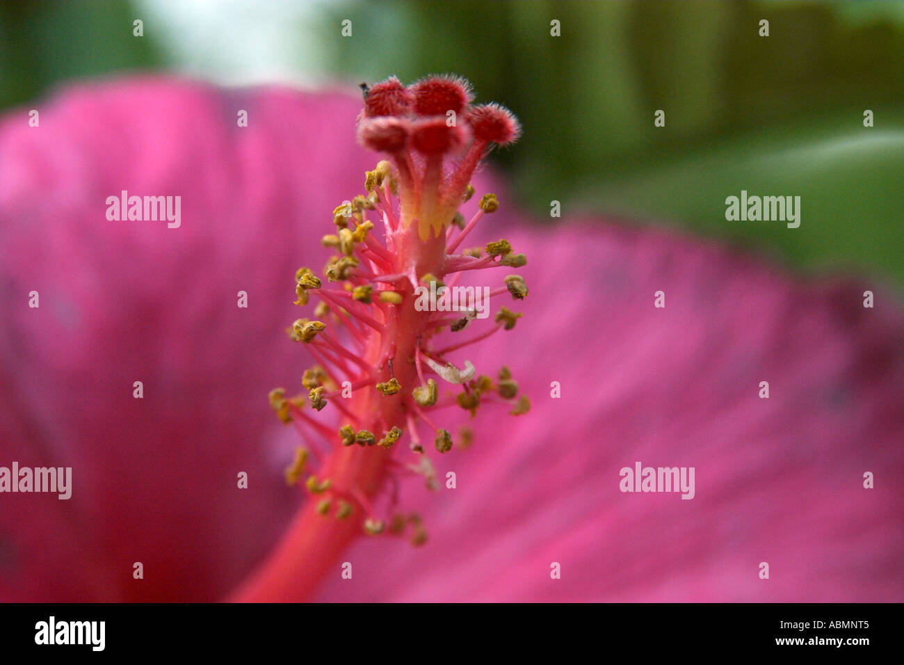 Close up of a pink hibiscus Hibiscus sp Oahu Hawaii USA Stock Photo