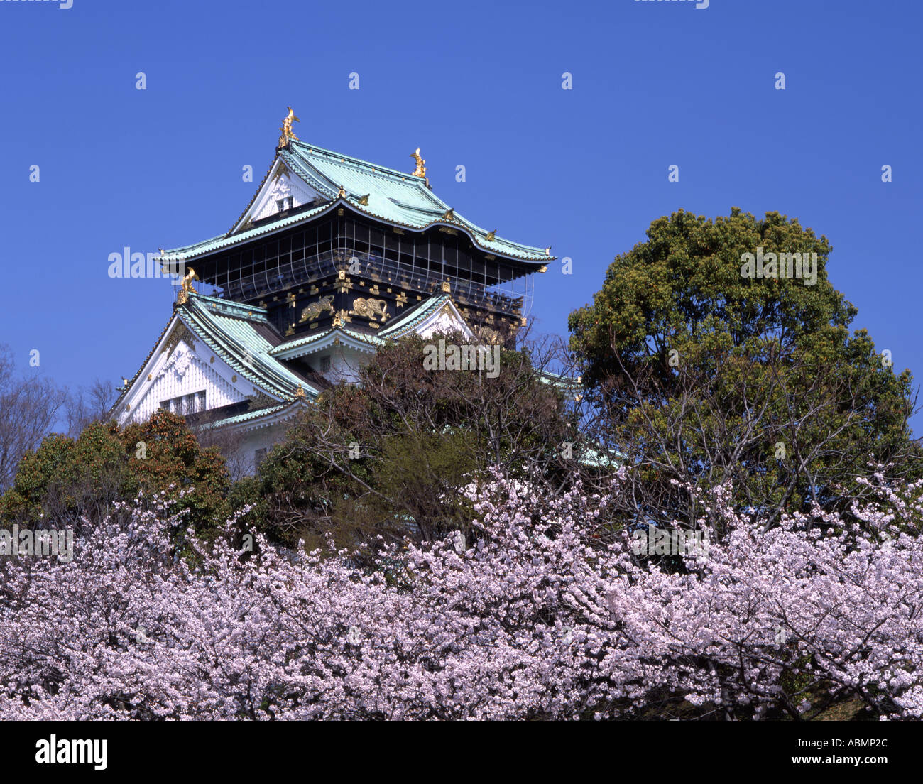 Osaka castle blue skies and cherry blossom Stock Photo