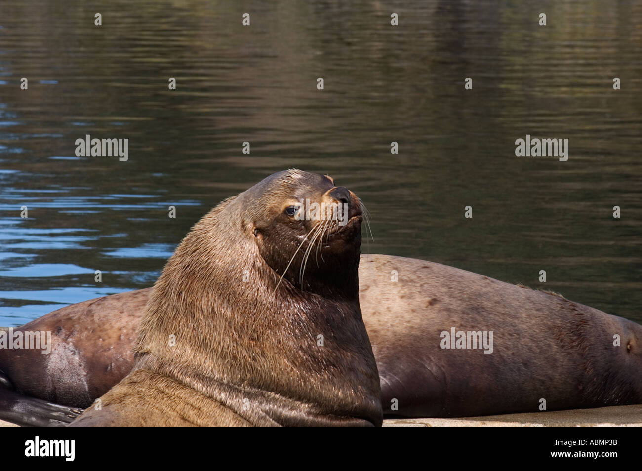 Alaska, Kodiak, Sea Lions Stock Photo Alamy