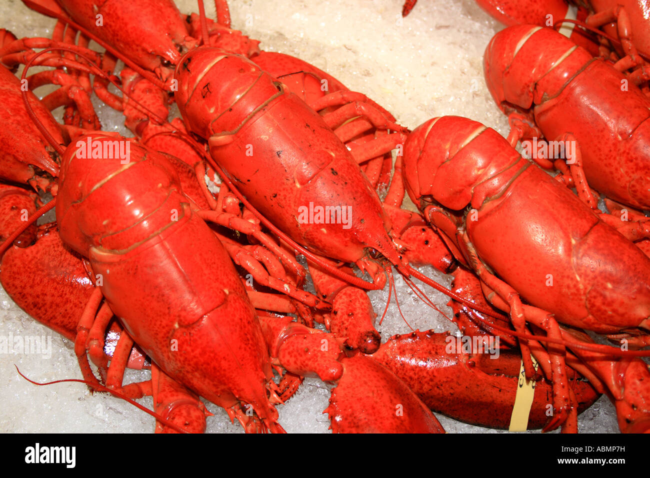 red Canadian Lobster packed on crushed Ice, Halifax, Canada, Nova