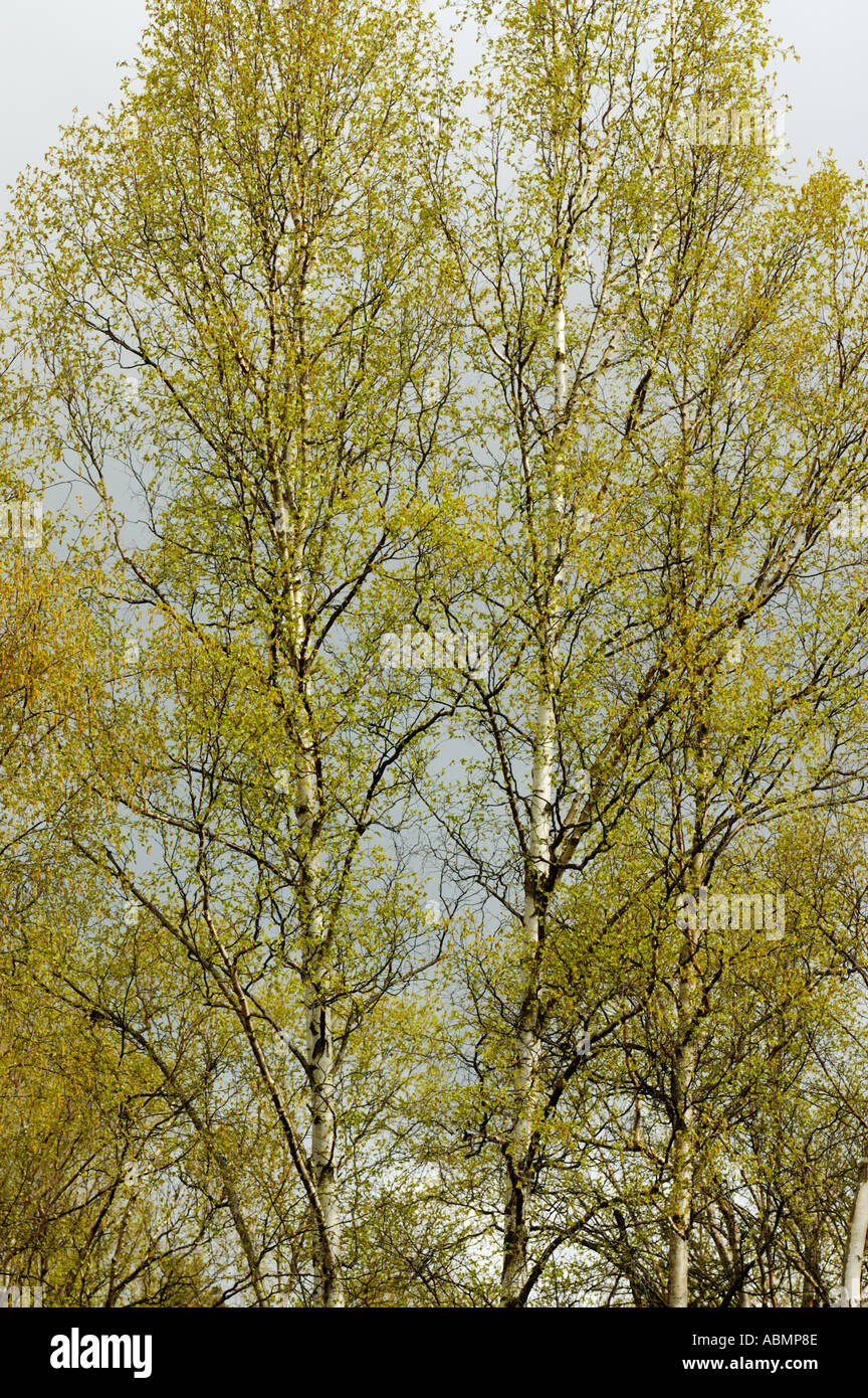 Alaska, Anchorage, Tree with spring leaves Stock Photo Alamy