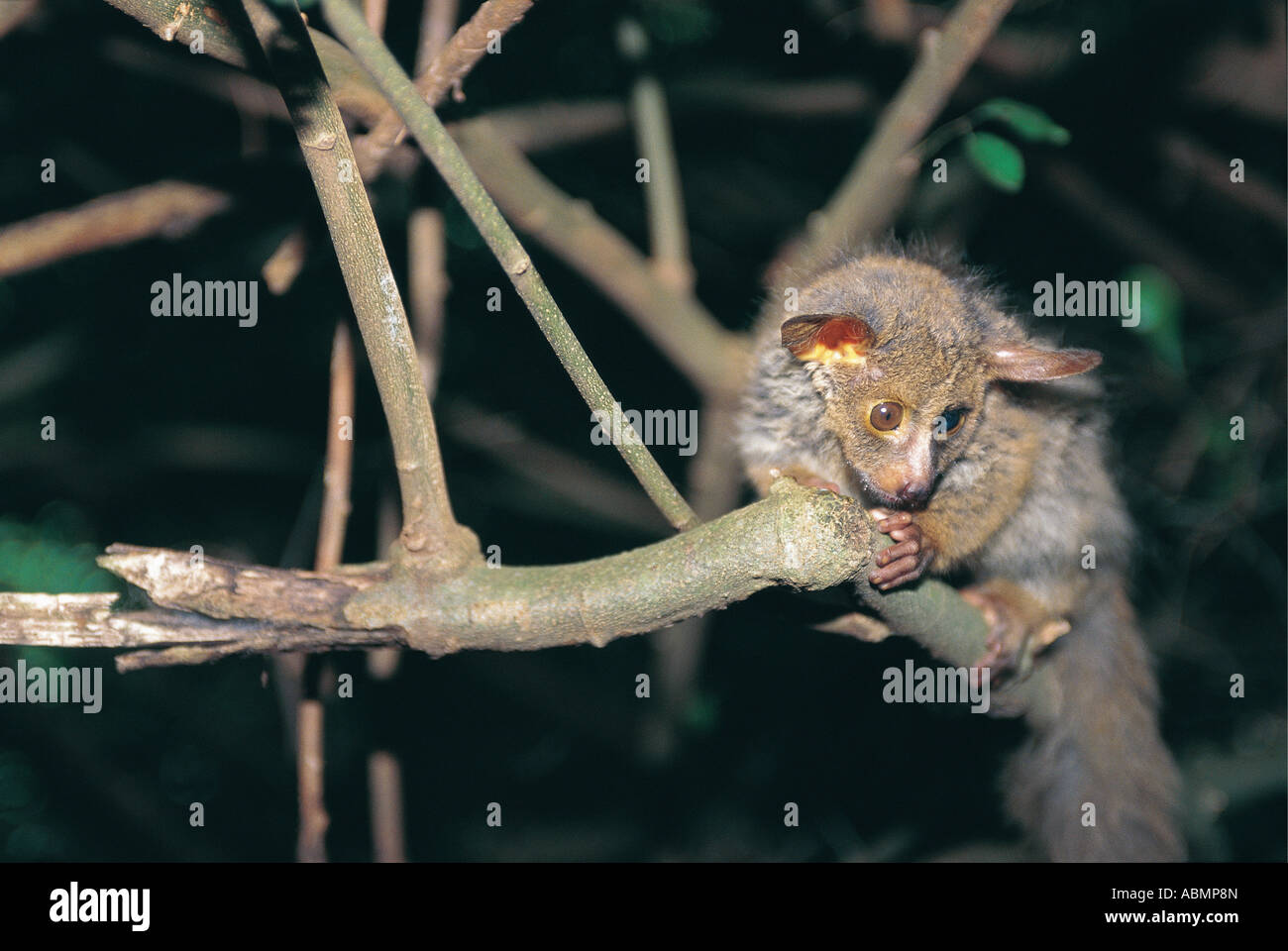 Young Thick tailed Bushbaby Otolemur crassicaudatus Umlalazi Nature Reserve KwaZulu Natal South Africa Stock Photo