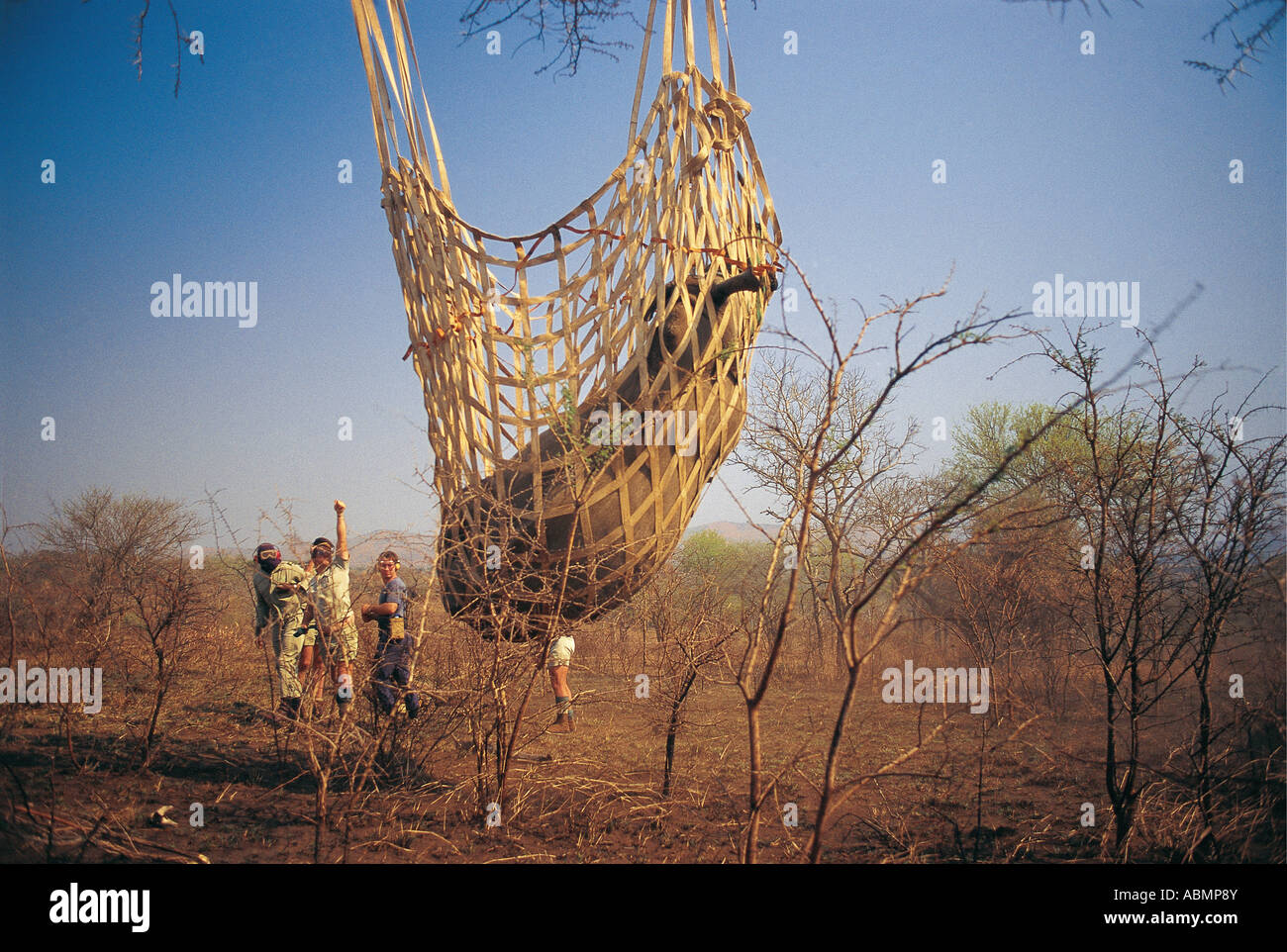 Aerial translocation of White Rhino by Natal Parks Board and South African AirForce KwaZulu Natal South Africa Stock Photo