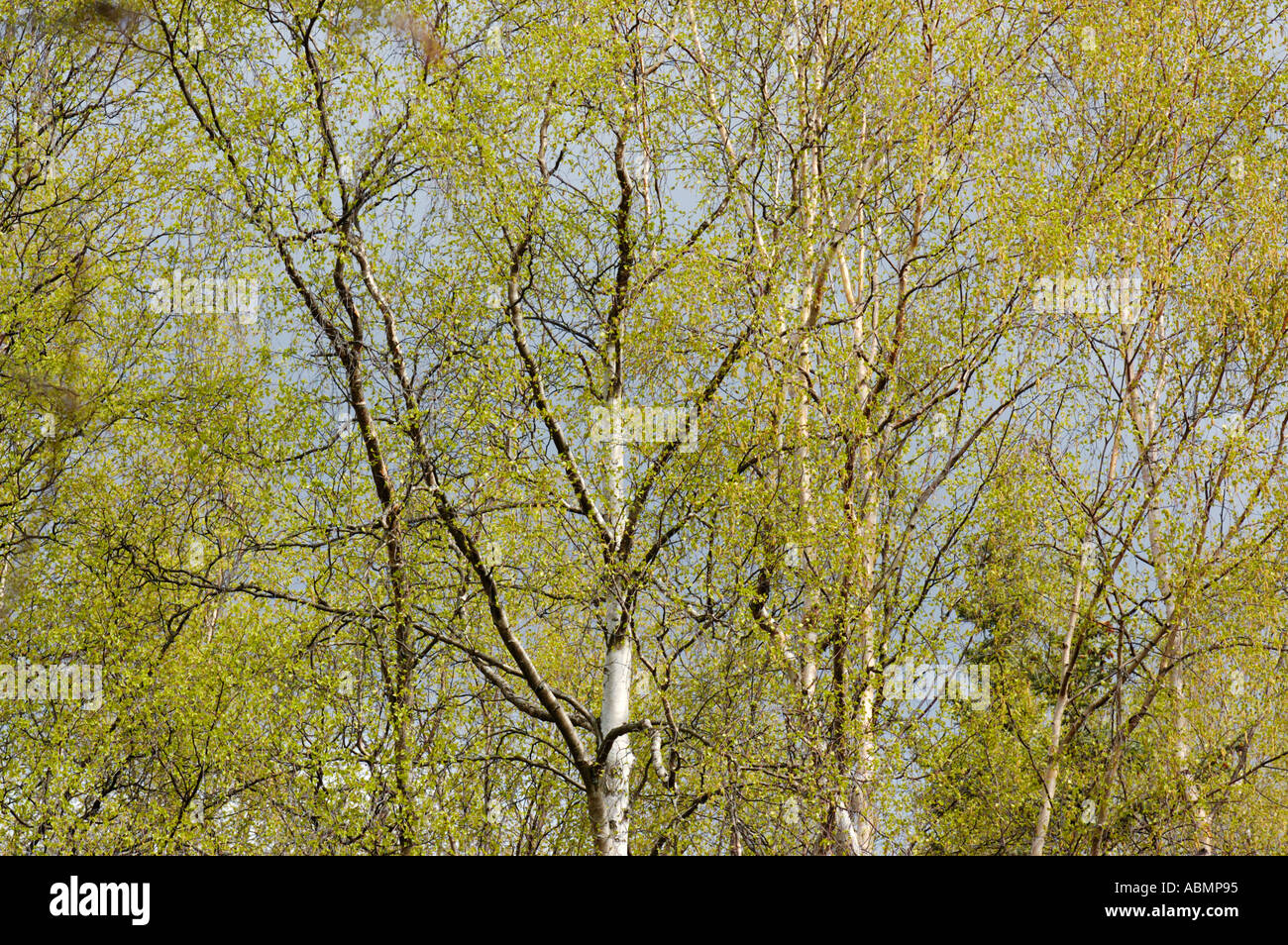 Alaska, Anchorage, Tree with spring leaves Stock Photo Alamy