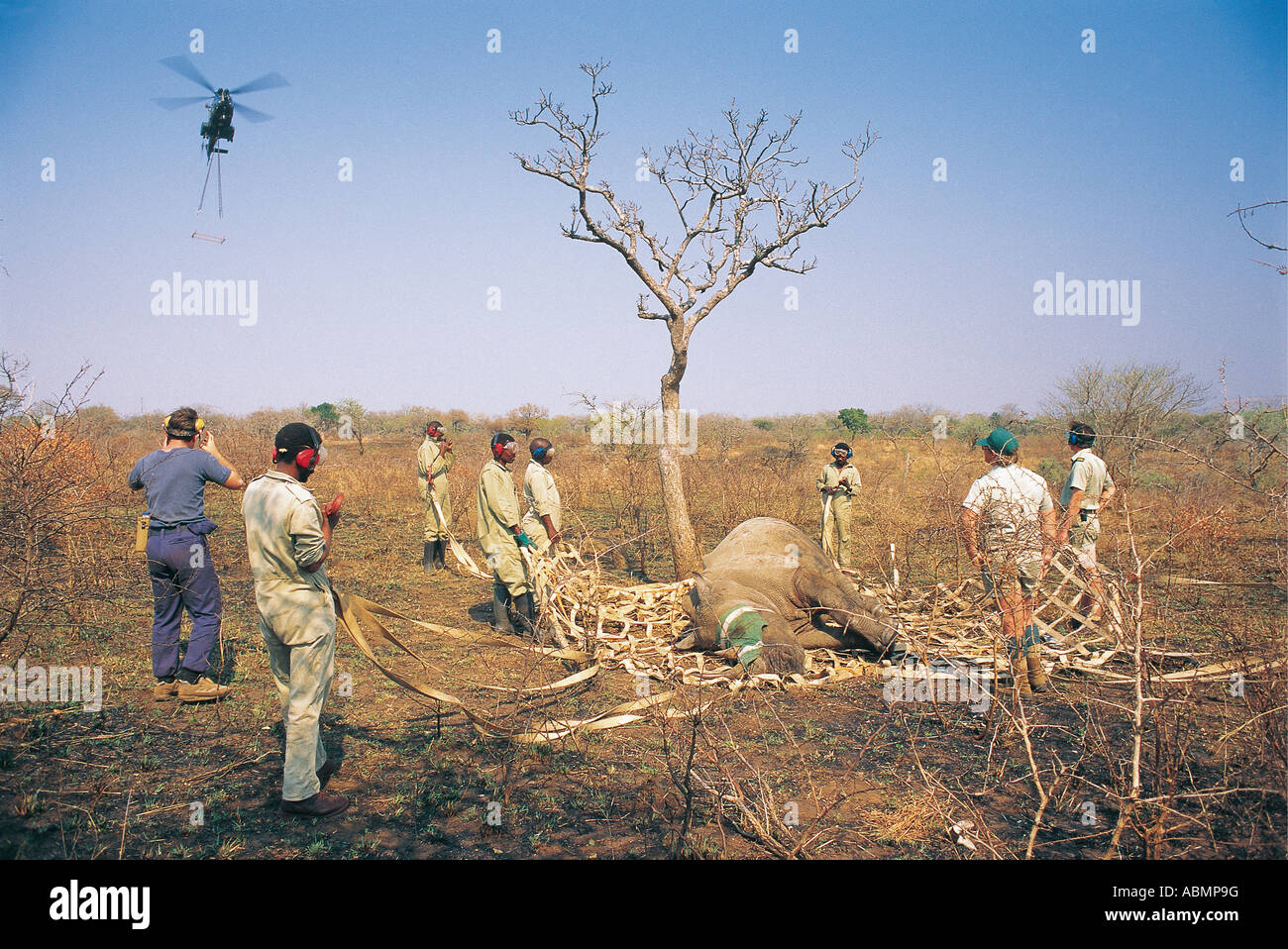 Helicopter performing aerial translocation of White Rhino by Natal Parks Board and South African AirForce Stock Photo