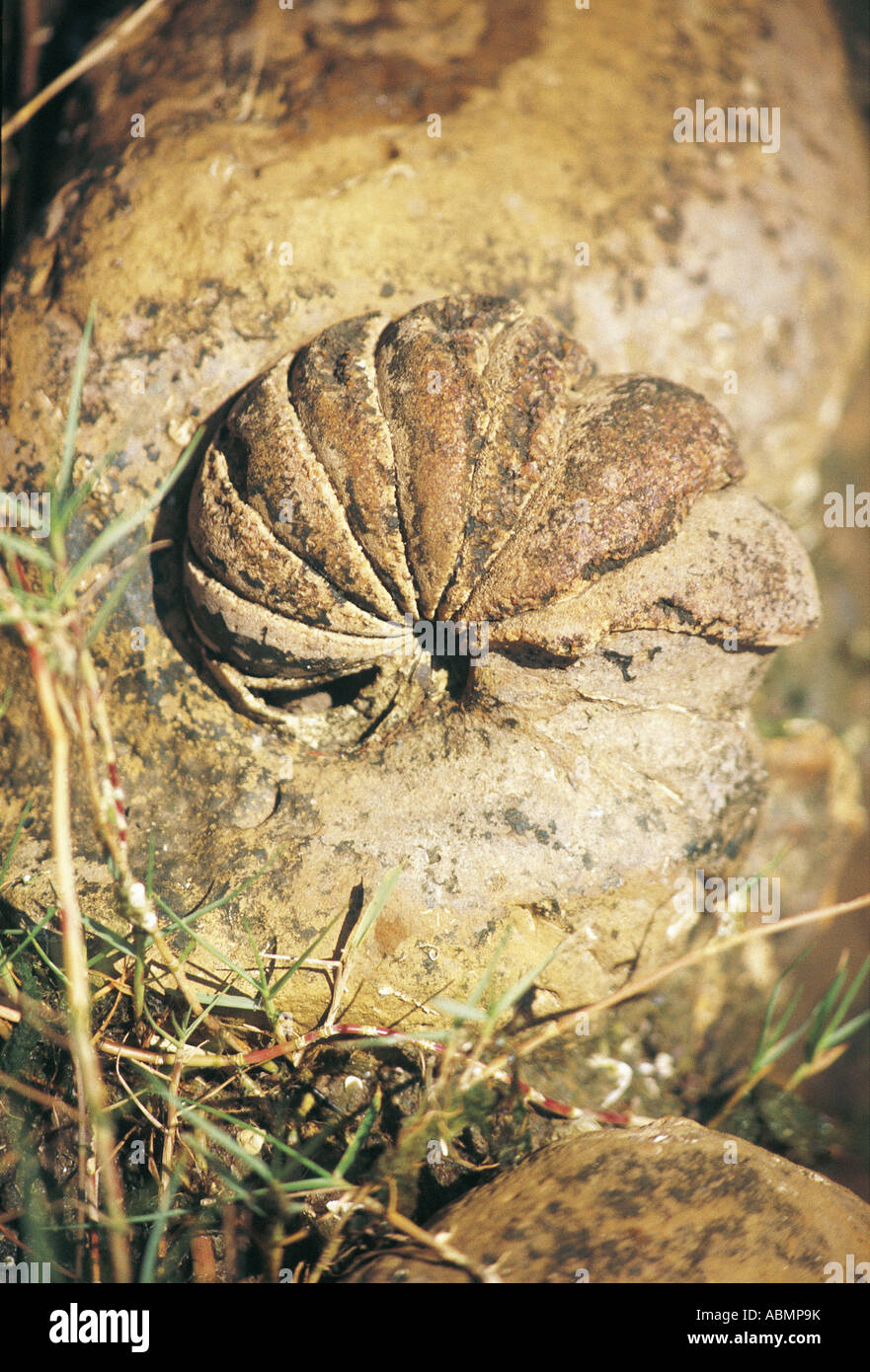 Ammonites fossil remains False Bay Park Greater Saint Lucia Wetland Park Natal South Africa Stock Photo