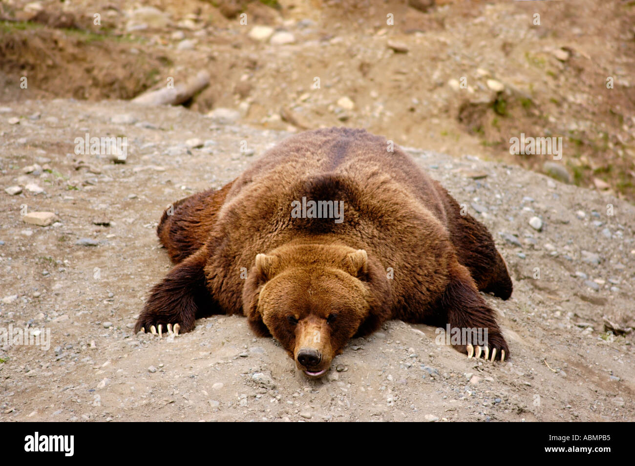 Alaska, Anchorage, Alaska Zoo, Brown bear Stock Photo Alamy