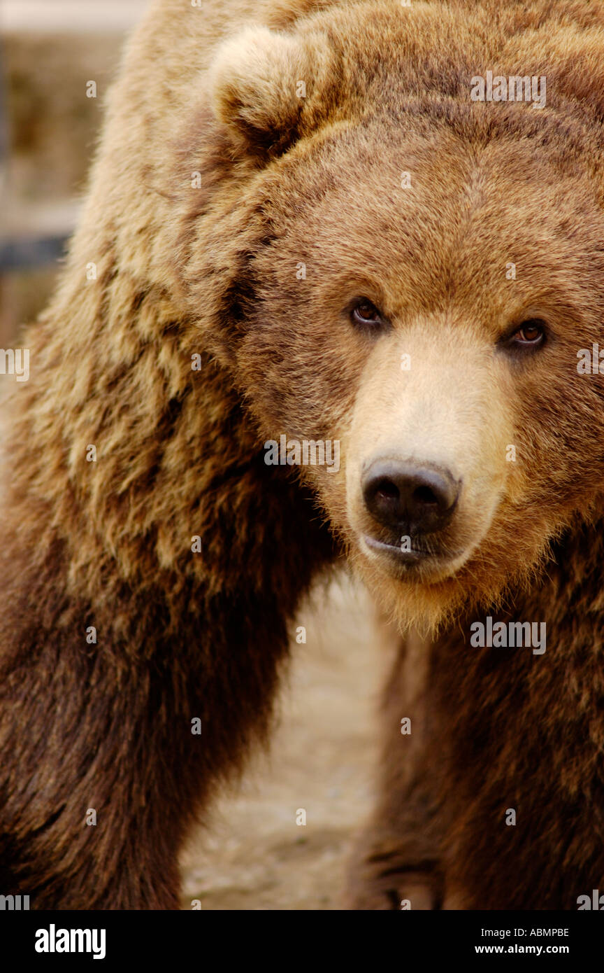 Alaska, Anchorage, Alaska Zoo, Brown bear Stock Photo Alamy