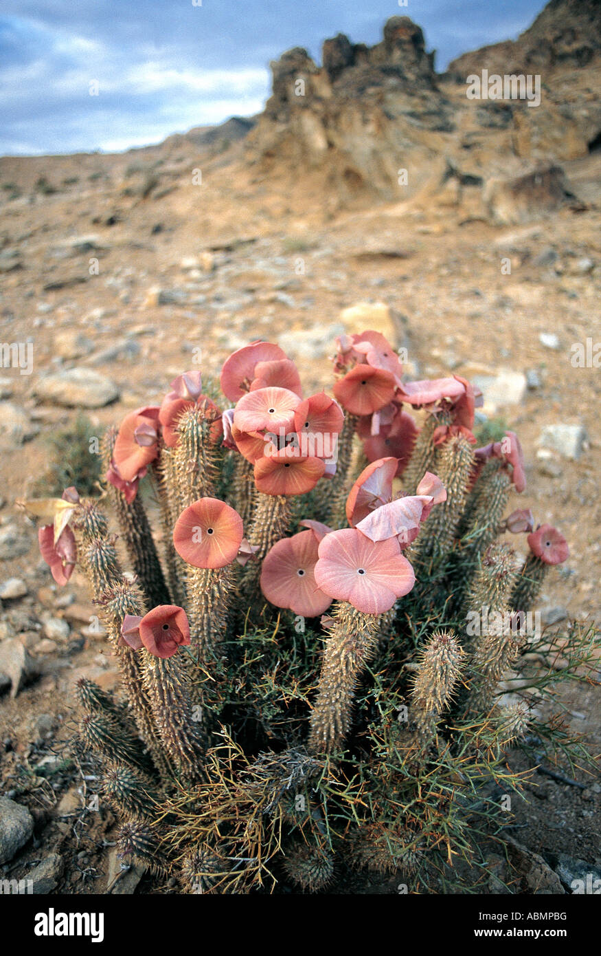 Giant succulent stapeliads found in sandy drainage lines in Richtersveld National Park North Cape South Africa Stock Photo