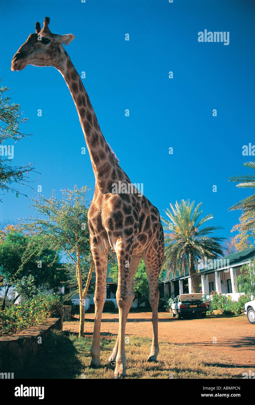 Close up of resident tame Giraffe Tod s Guest House north of Beit