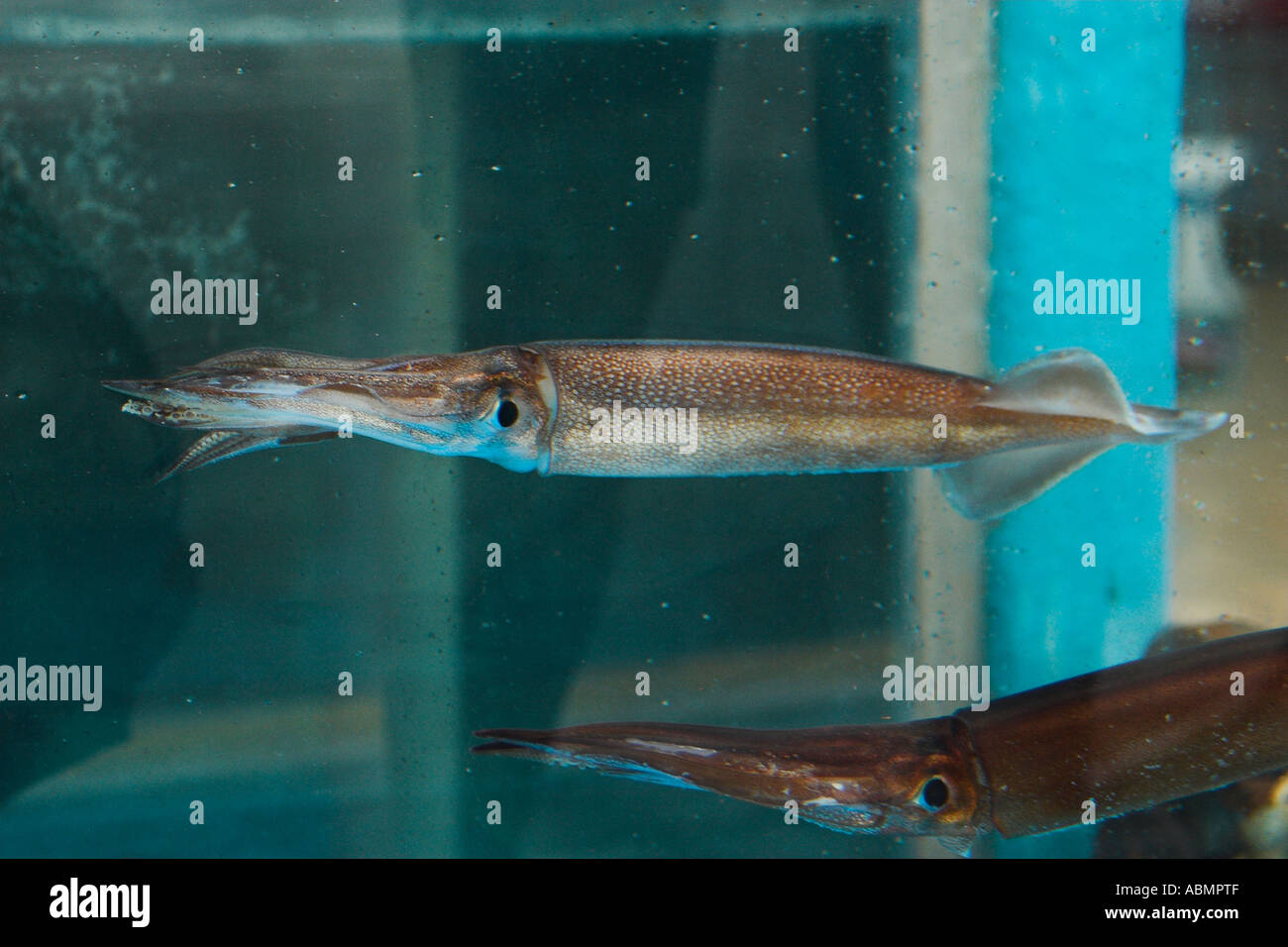 Todarodes pacificus hires stock photography and images Alamy