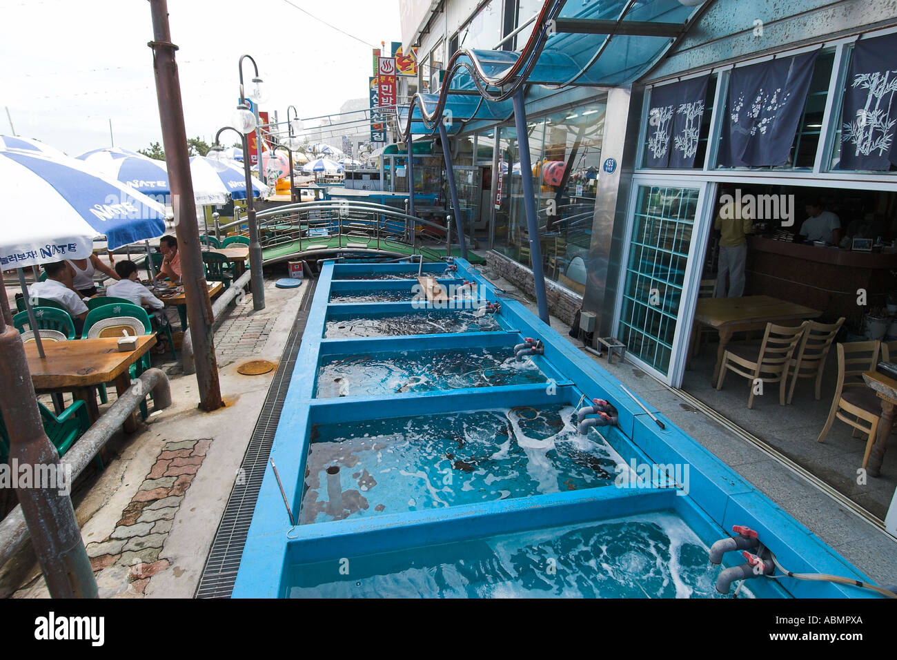 Tanks with live fish and squid for sale at roadside restaurants in Gyongpode beach Gangwon Do South Korea Stock Photo
