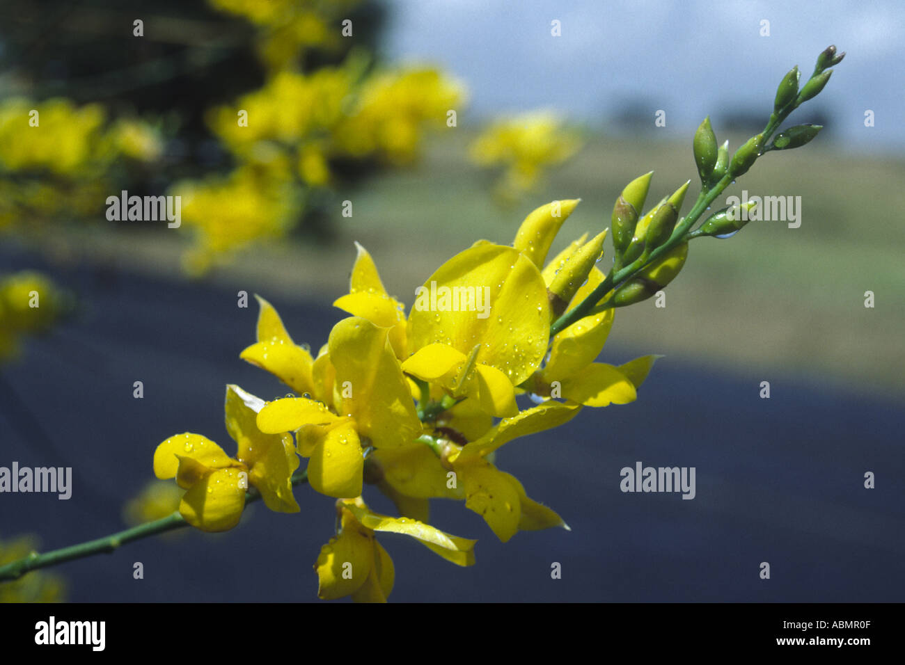 Spanish Broom Spartium junceum L Stock Photo Alamy