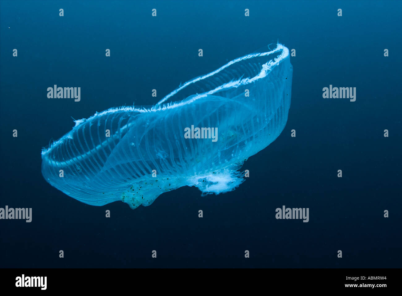 Jellyfish Munsom island Jeju Do South Korea East Sea or Sea of Japan Stock Photo