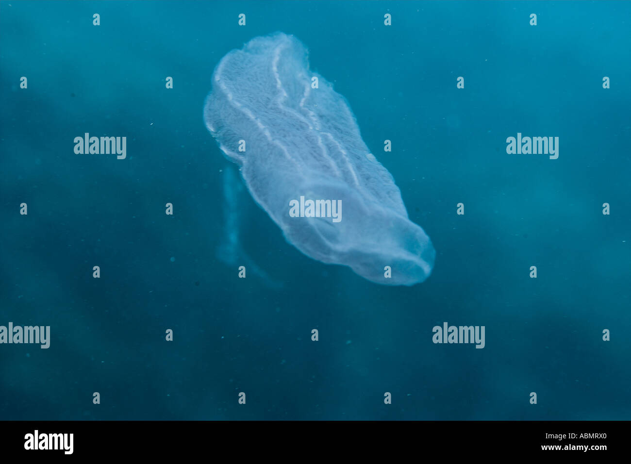 Ctenophore Munsom island Jeju Do South Korea East Sea or Sea of Japan Stock Photo