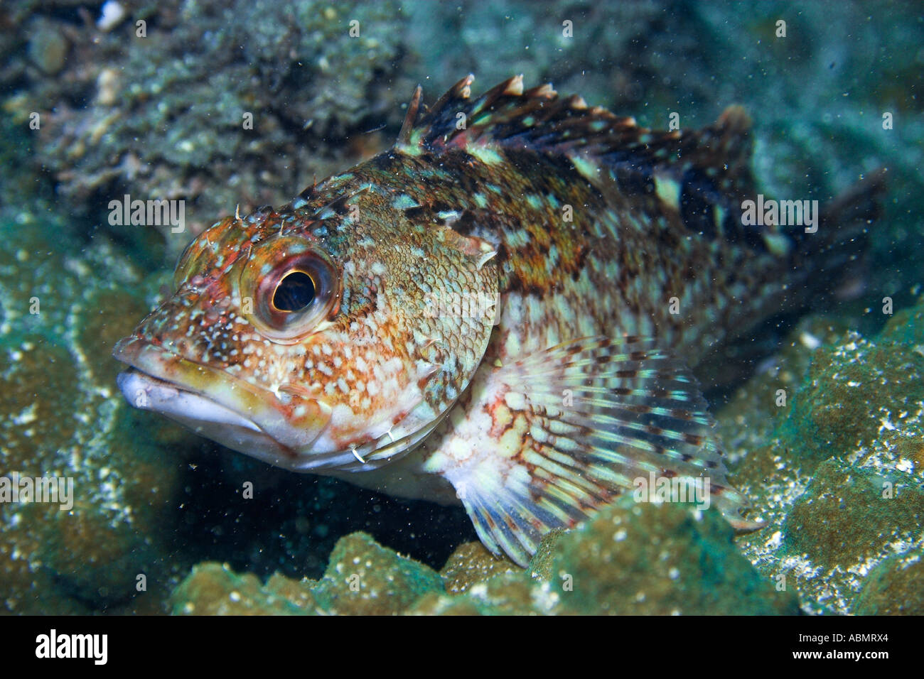 Rockfish Sebastiscus marmoratus Seopsom island Jeju Do South Korea East