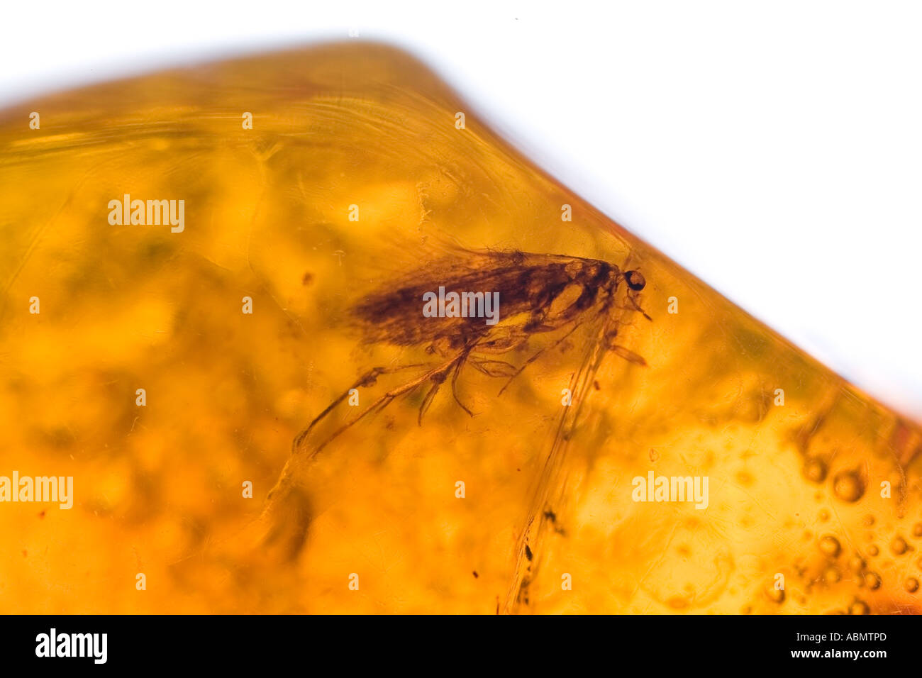 Fossilised Dominican amber with trapped insect Stock Photo - Alamy