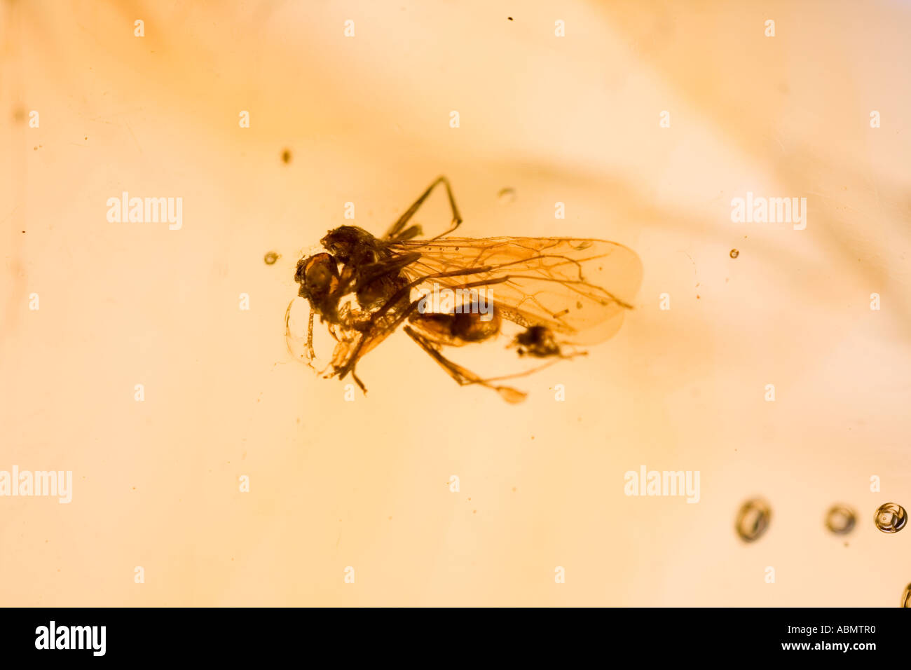 Fossilised tree amber hi-res stock photography and images - Alamy