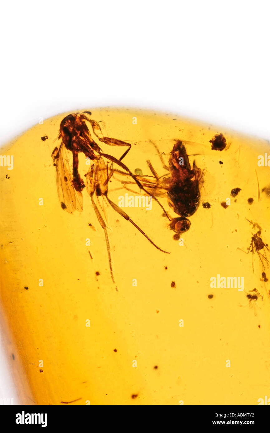 Presevred Insects Preserved insects hi-res stock photography and images - Alamy