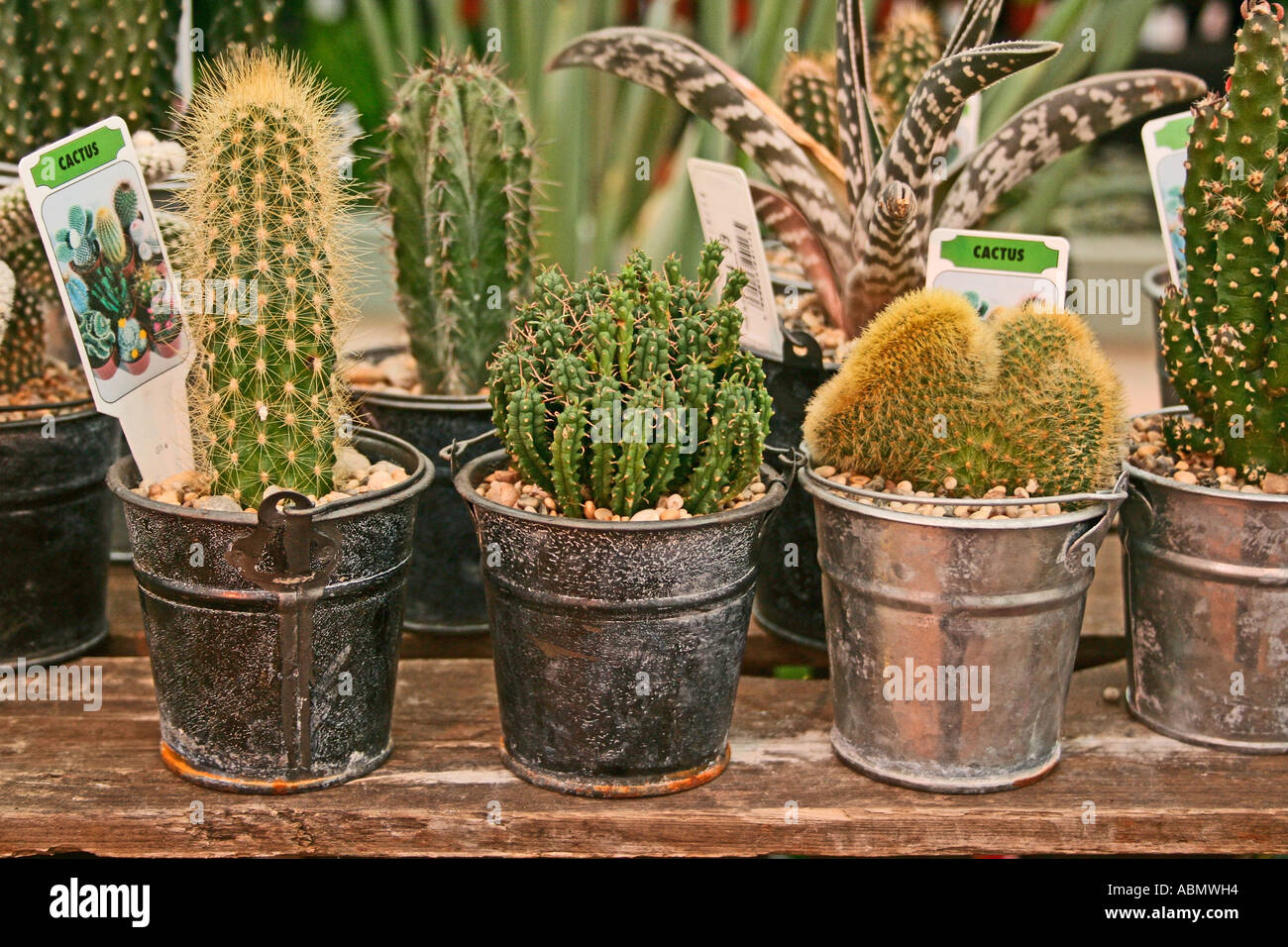 various small cacti for sale in a garden centre Stock Photo