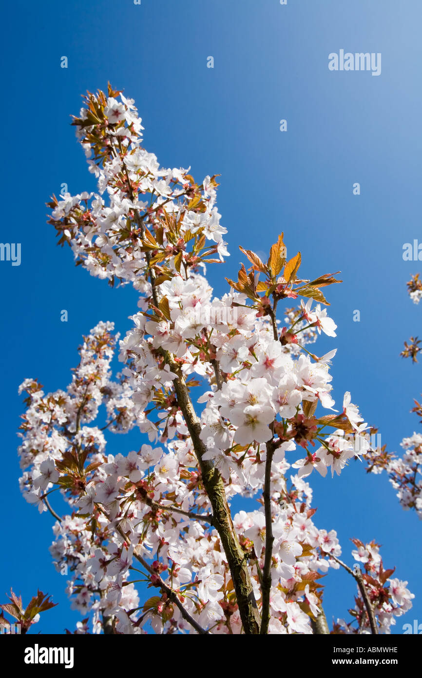 Ornamental cherry blossom Spring Prunus sp. blue sky Stock Photo