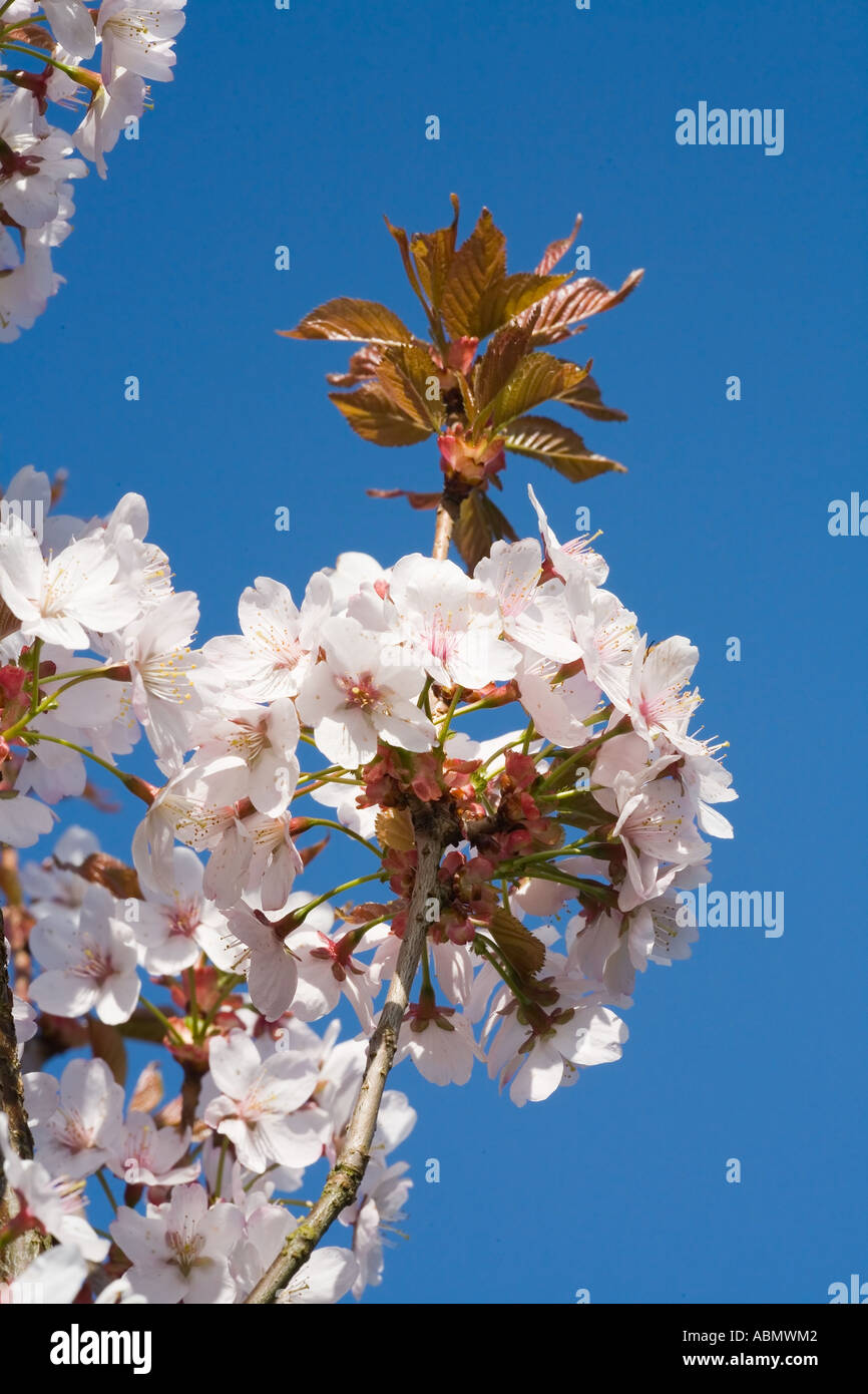 Ornamental cherry blossom Spring Prunus sp. blue sky Stock Photo