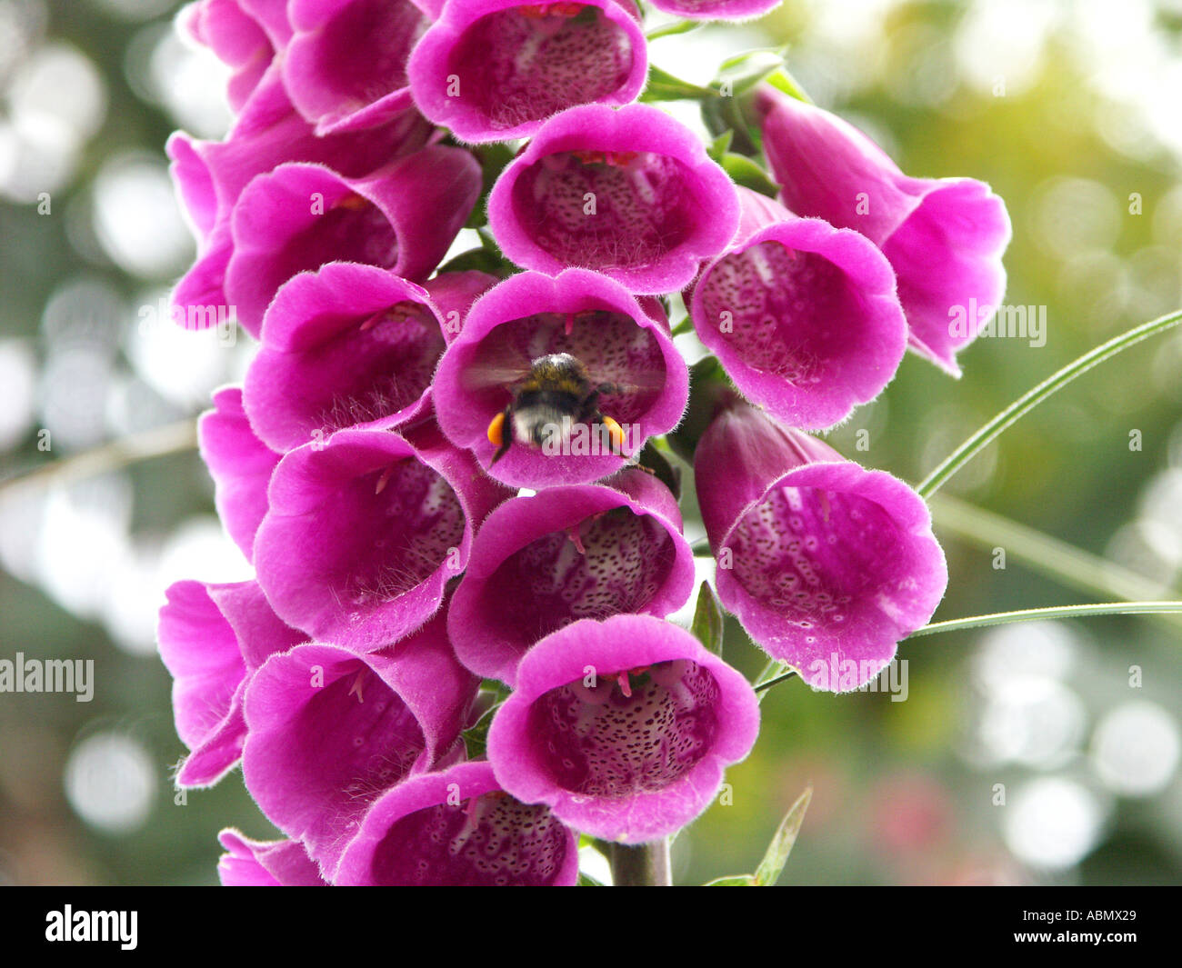 close up of a foxglove and bee in a secret victorian english wall garden worcestershire uk Stock Photo