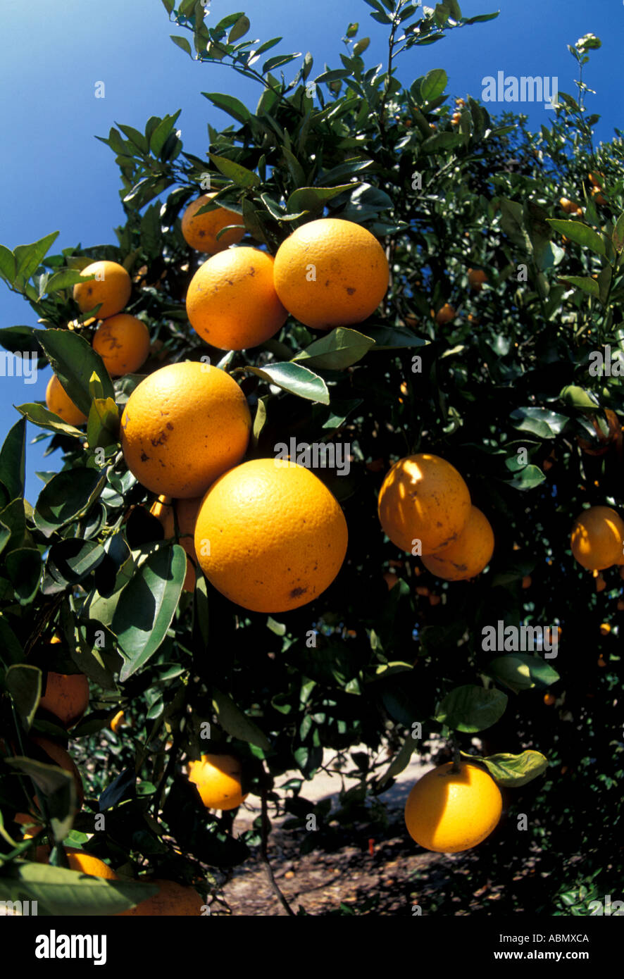 Orange tree citrus florida fruit agriculture Stock Photo Alamy