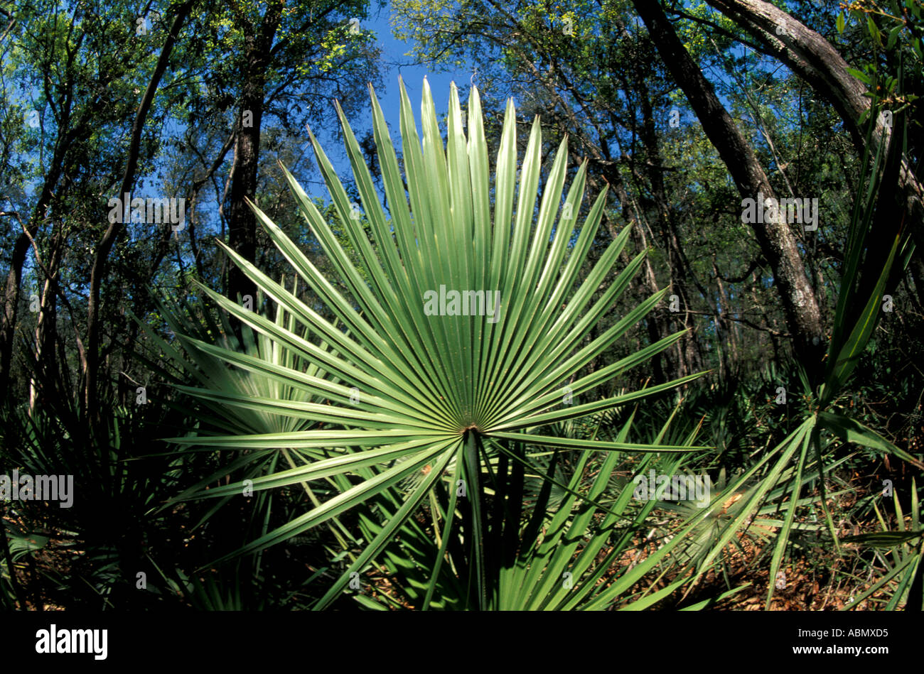 Florida saw palmetto frond tree symbol green Stock Photo - Alamy