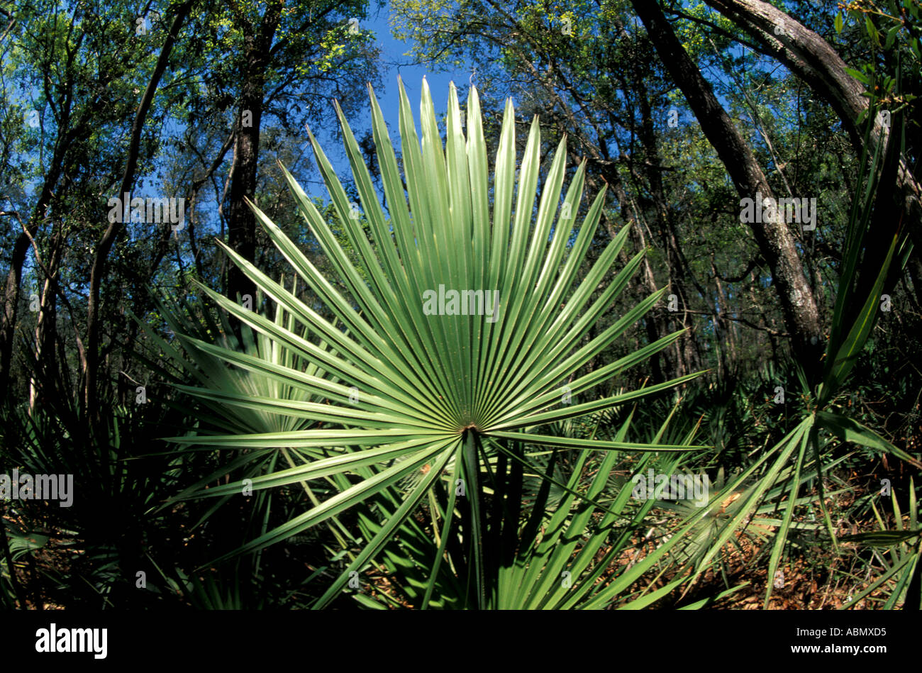 Florida saw palmetto frond tree symbol green Stock Photo