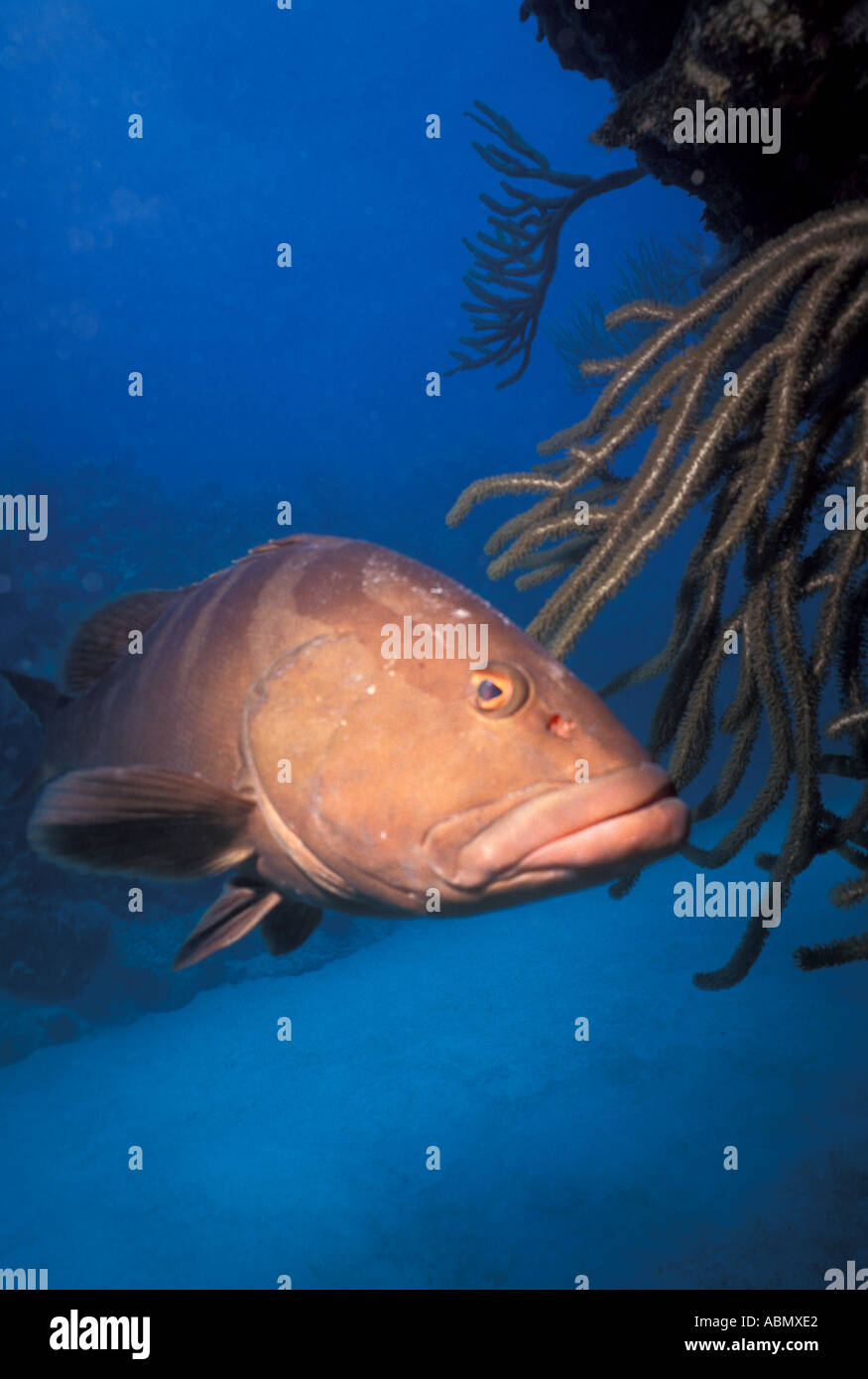 Underwater Giant Grouper Fish Marine Life Coral Reef Caribbean Florida