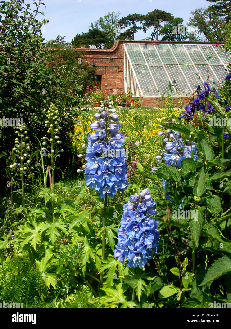 Delphinium and buttercup colour a walled garden with victorian glass house Worcestershire England Stock Photo