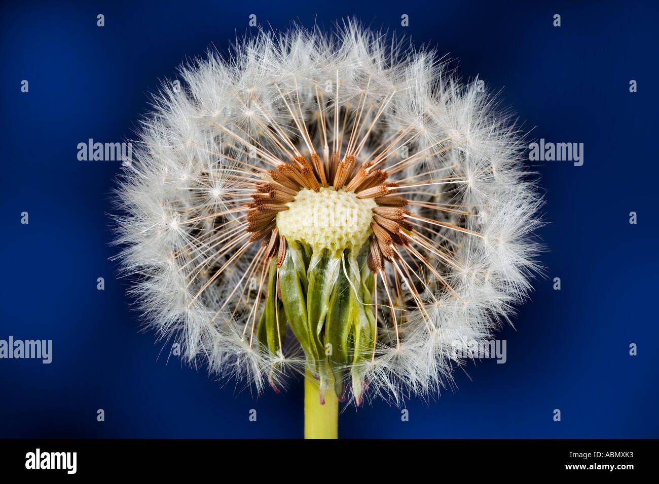Dandelion clock seed head Stock Photo