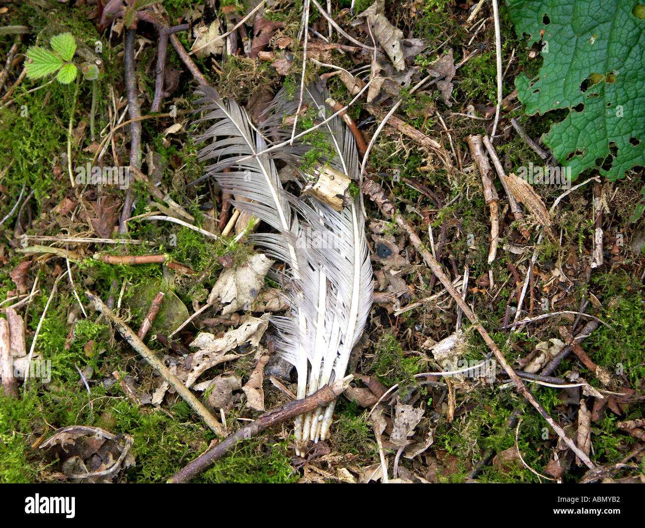 weather worn feathers lying on the ground found whilst out walking in a