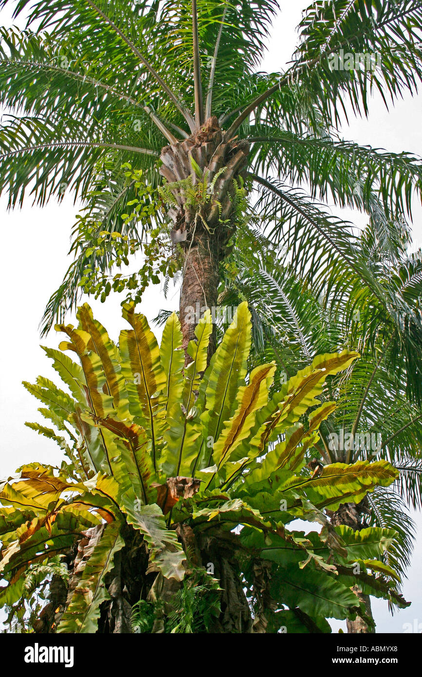 Birds nest fern. Asplenium nidus Stock Photo