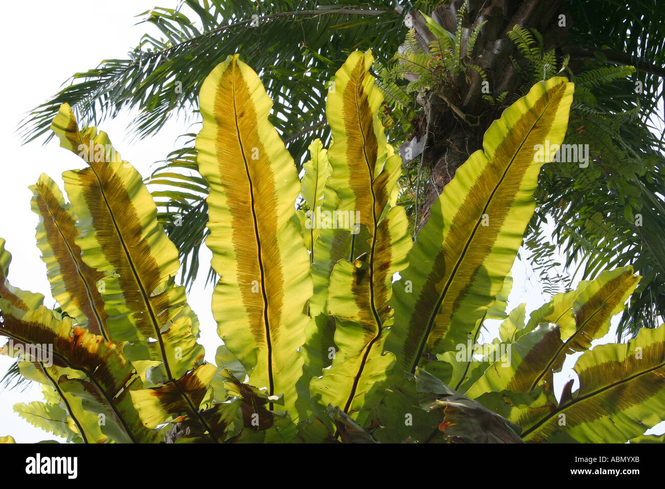 Birds nest fern. Asplenium nidus.backlit showing spore capsules on leaf underside Stock Photo