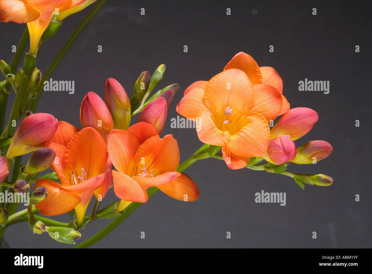 orange freesias dark background Stock Photo
