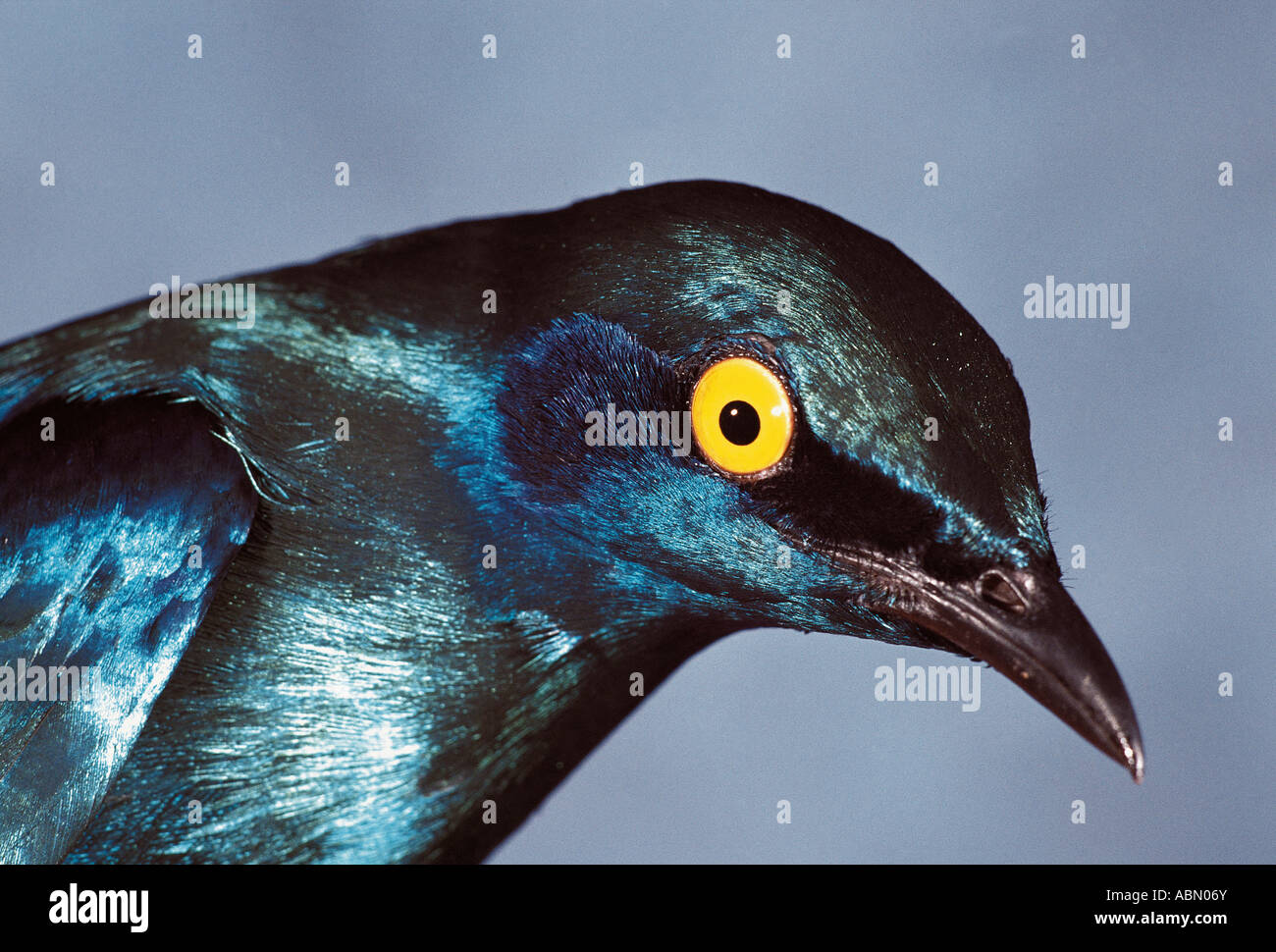 Cape Glossy Starling Lamprotornis nitens Durban South Africa Stock Photo