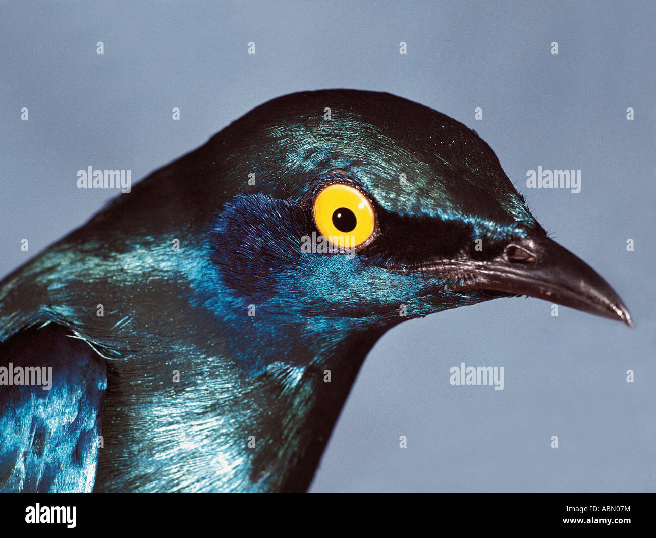 Cape Glossy Starling Lamprotornis nitens Durban South Africa Stock Photo