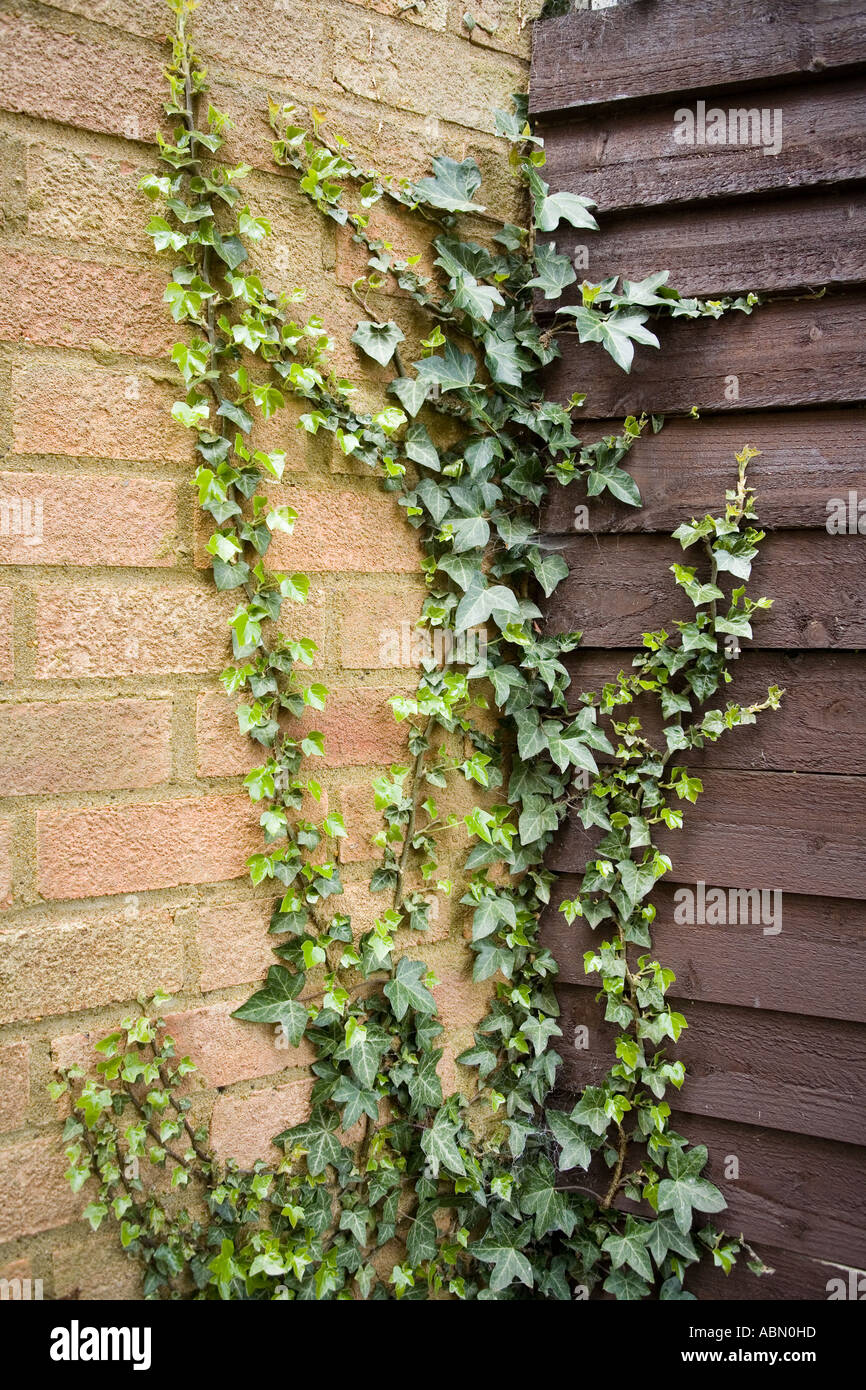 Ivy climbing up a brick wall and fence. Hedera helix Stock Photo Alamy